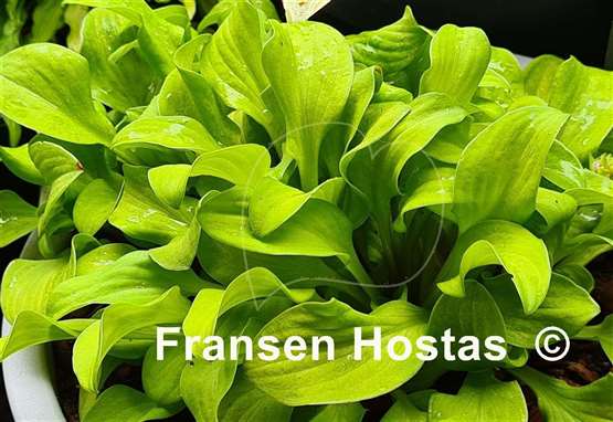 Hosta Sun Mouse